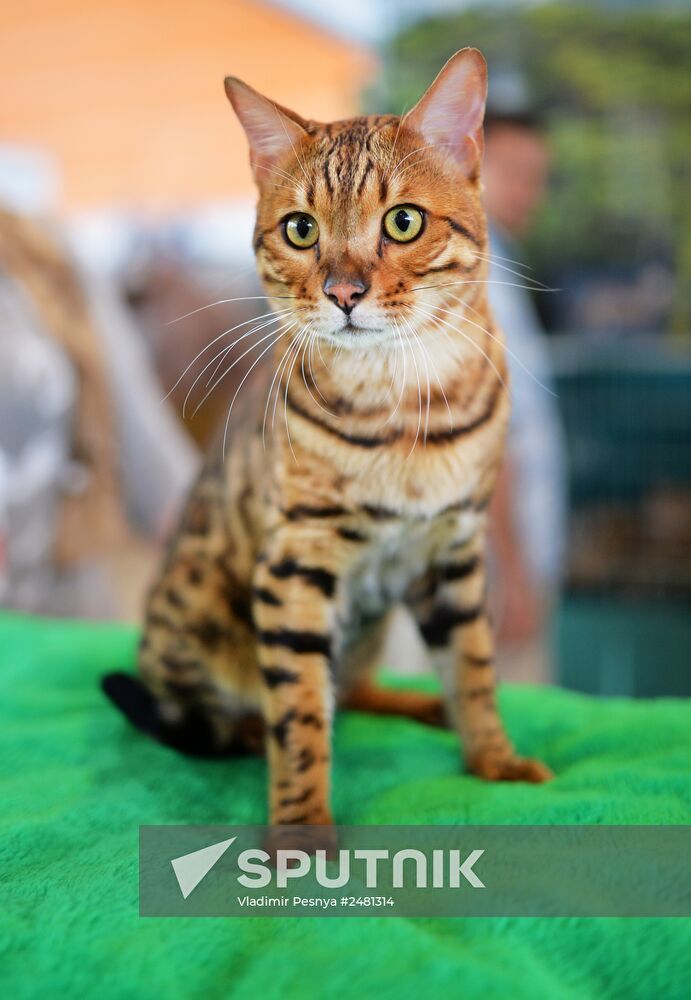 InfoKot 2014 International Cat Show