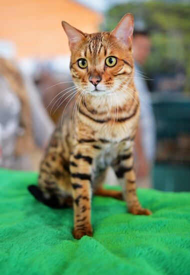 InfoKot 2014 International Cat Show