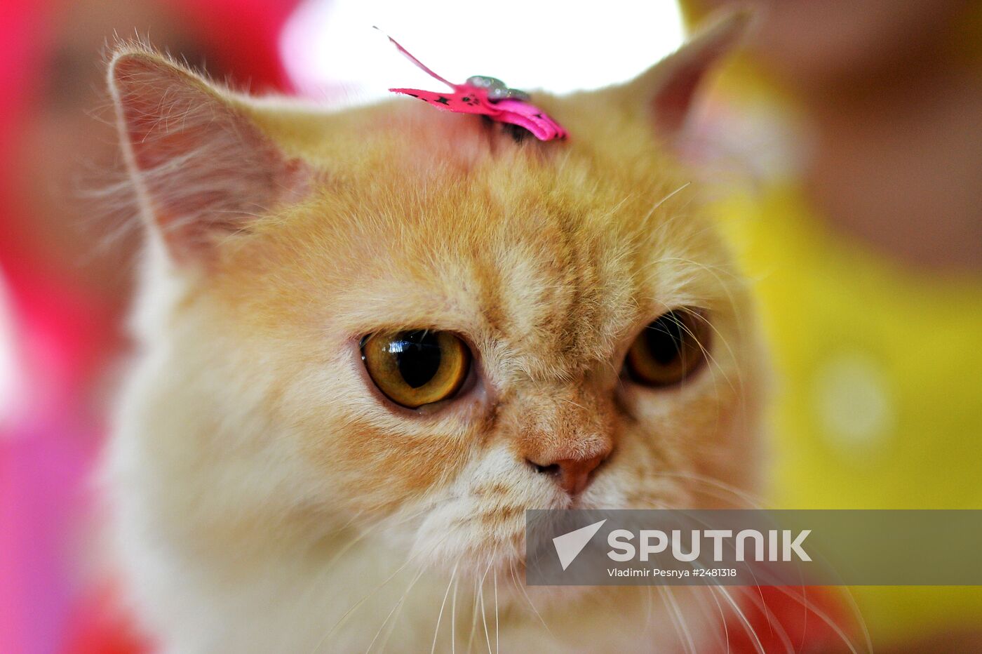 InfoKot 2014 International Cat Show