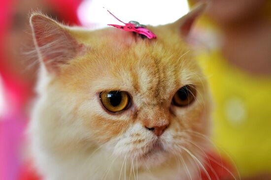 InfoKot 2014 International Cat Show