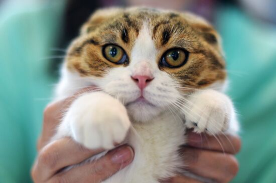 InfoKot 2014 International Cat Show