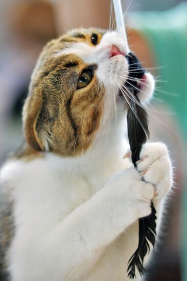 InfoKot 2014 International Cat Show