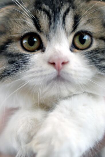 InfoKot 2014 International Cat Show