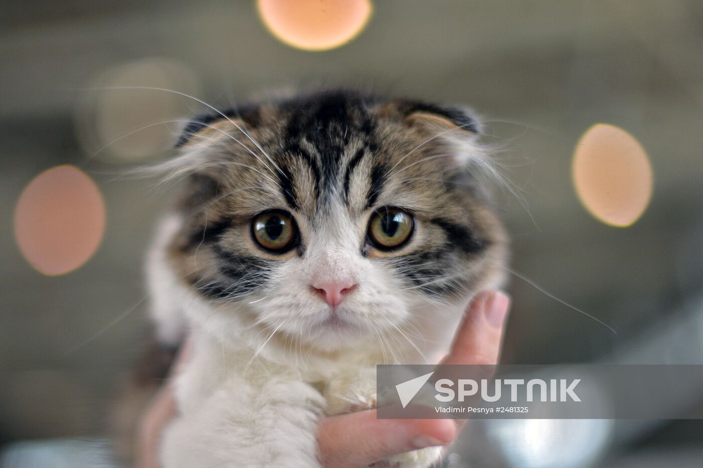 InfoKot 2014 International Cat Show