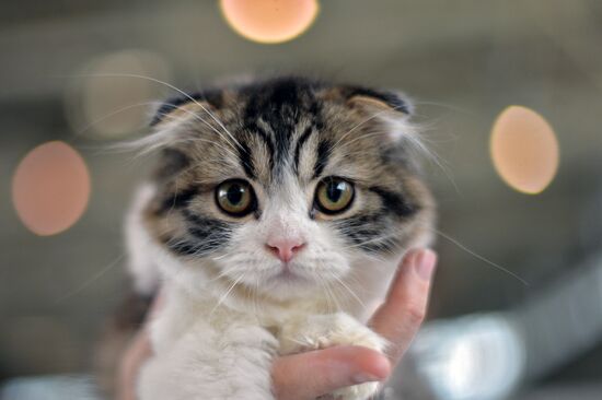 InfoKot 2014 International Cat Show