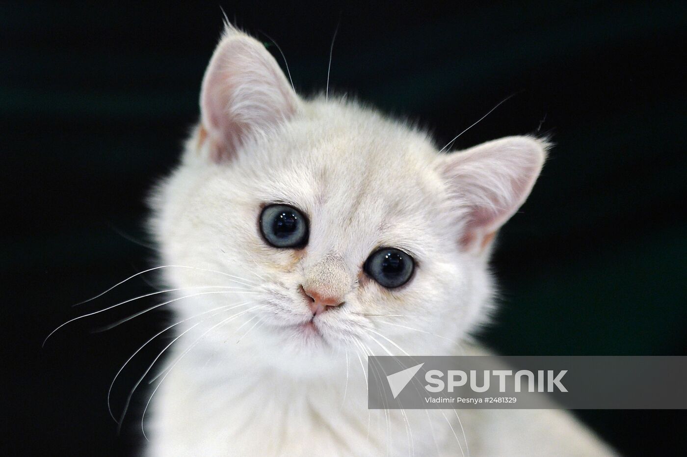 InfoKot 2014 International Cat Show