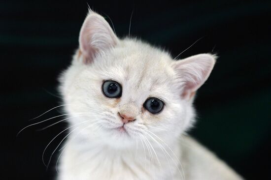 InfoKot 2014 International Cat Show