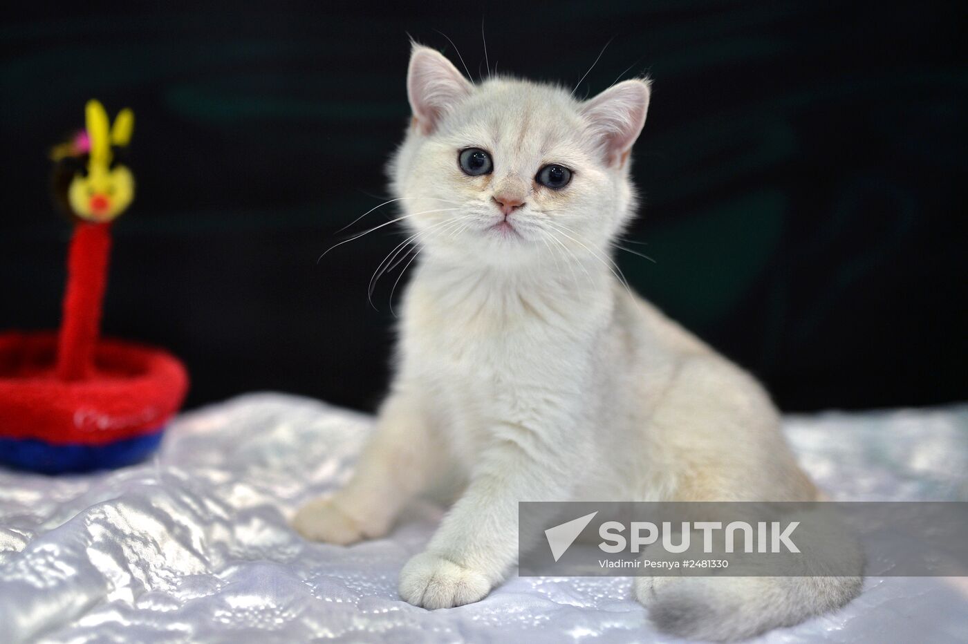 InfoKot 2014 International Cat Show