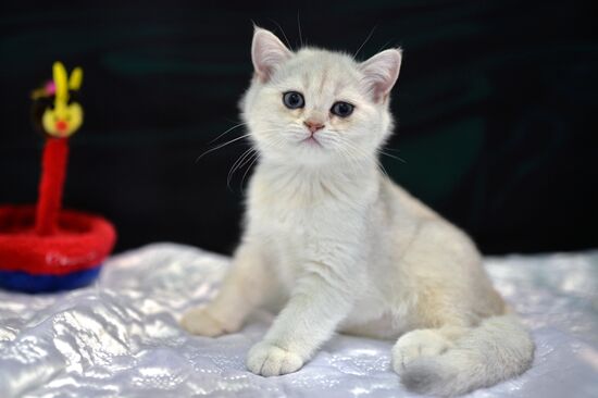 InfoKot 2014 International Cat Show