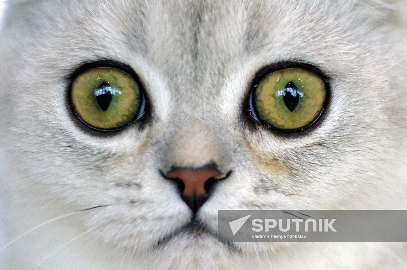 InfoKot 2014 International Cat Show