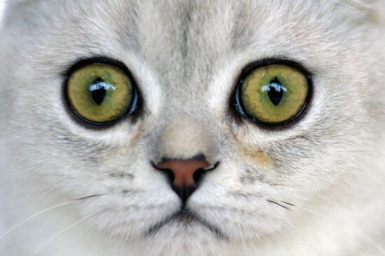 InfoKot 2014 International Cat Show