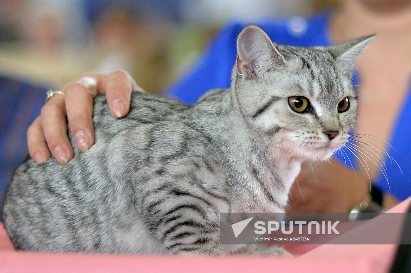 InfoKot 2014 International Cat Show