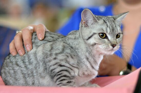 InfoKot 2014 International Cat Show