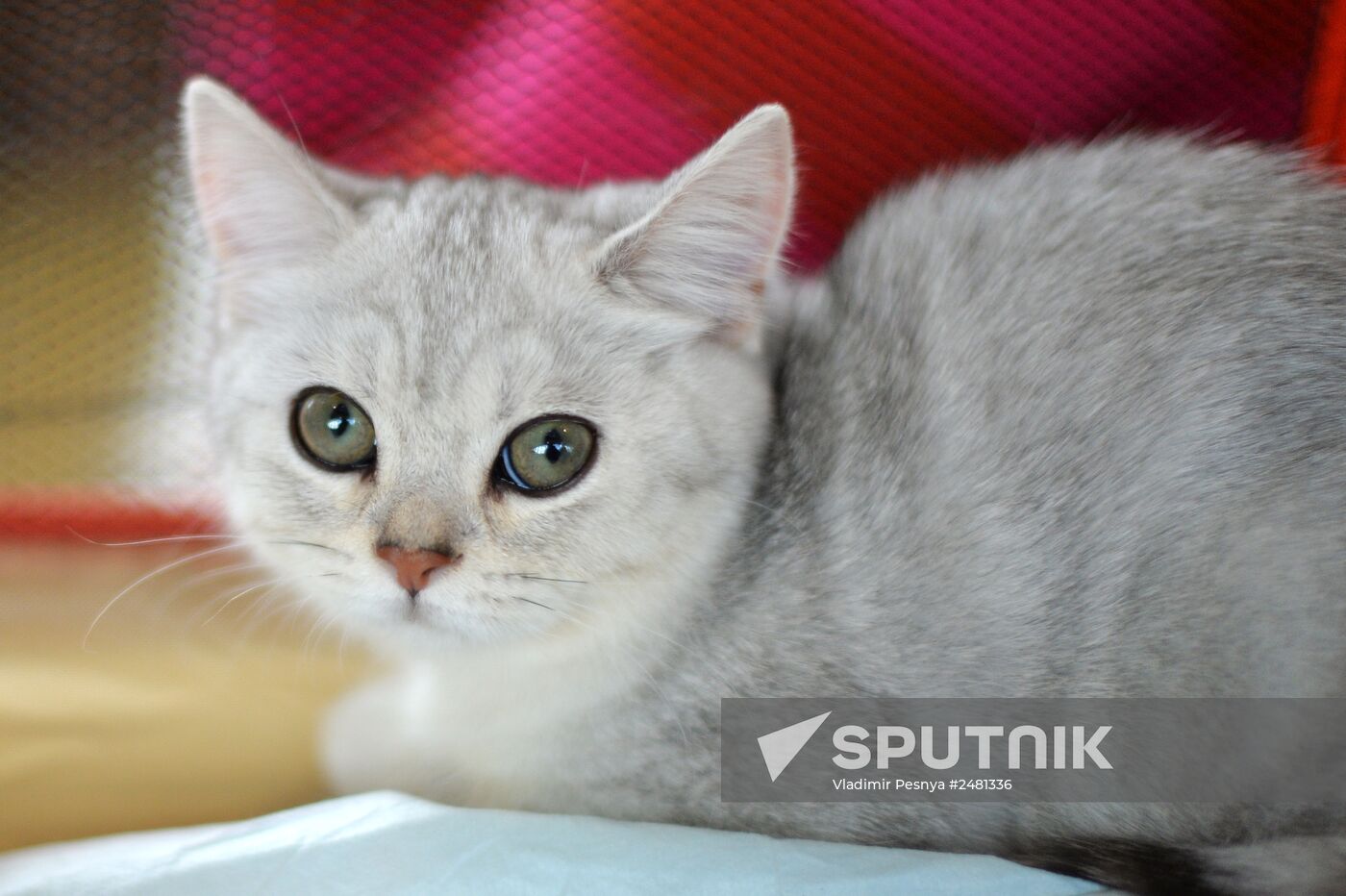 InfoKot 2014 International Cat Show