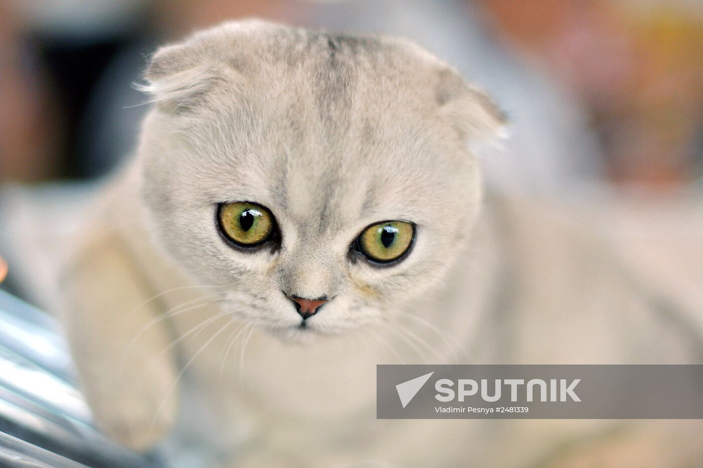 InfoKot 2014 International Cat Show