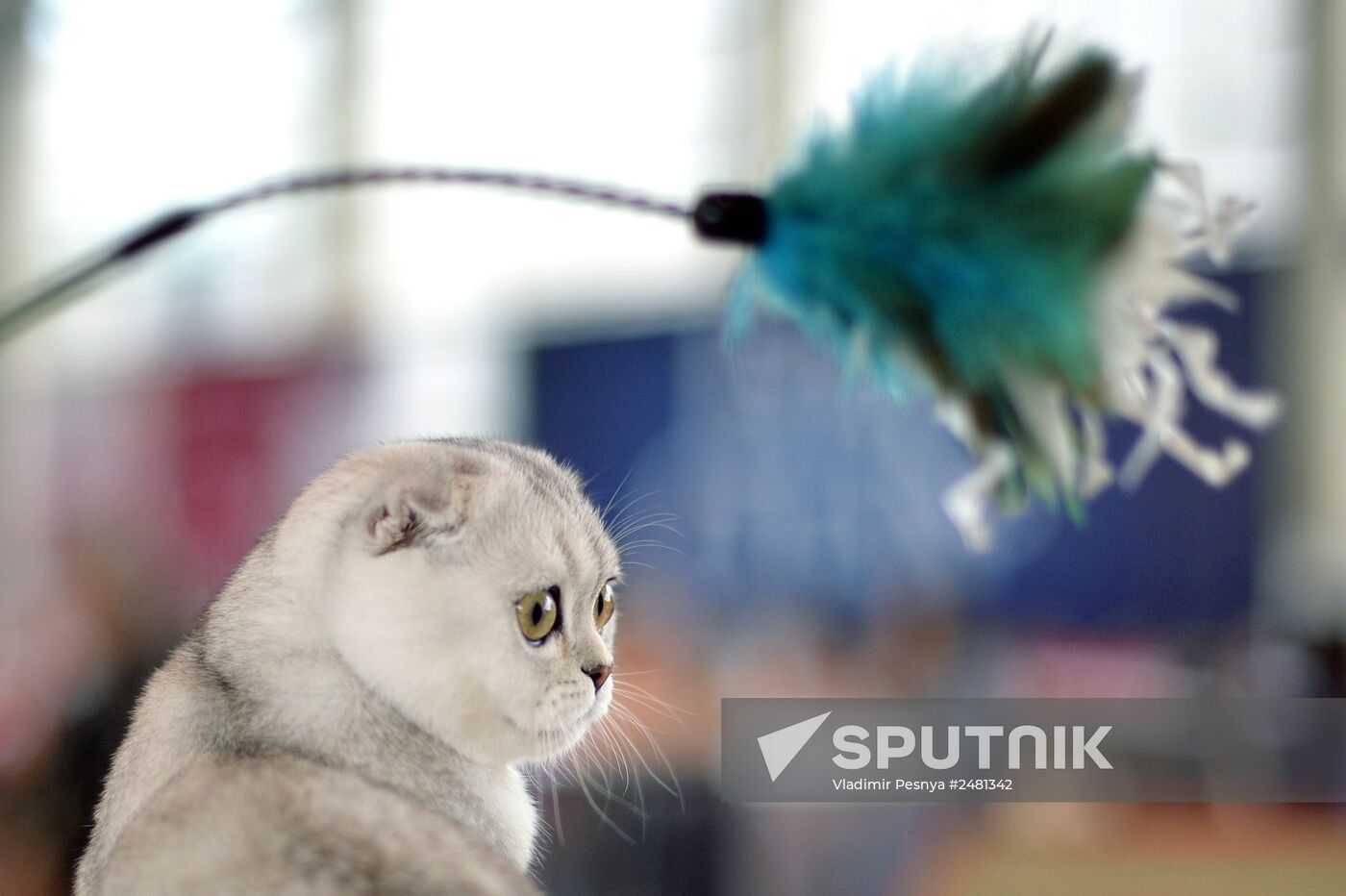 InfoKot 2014 International Cat Show