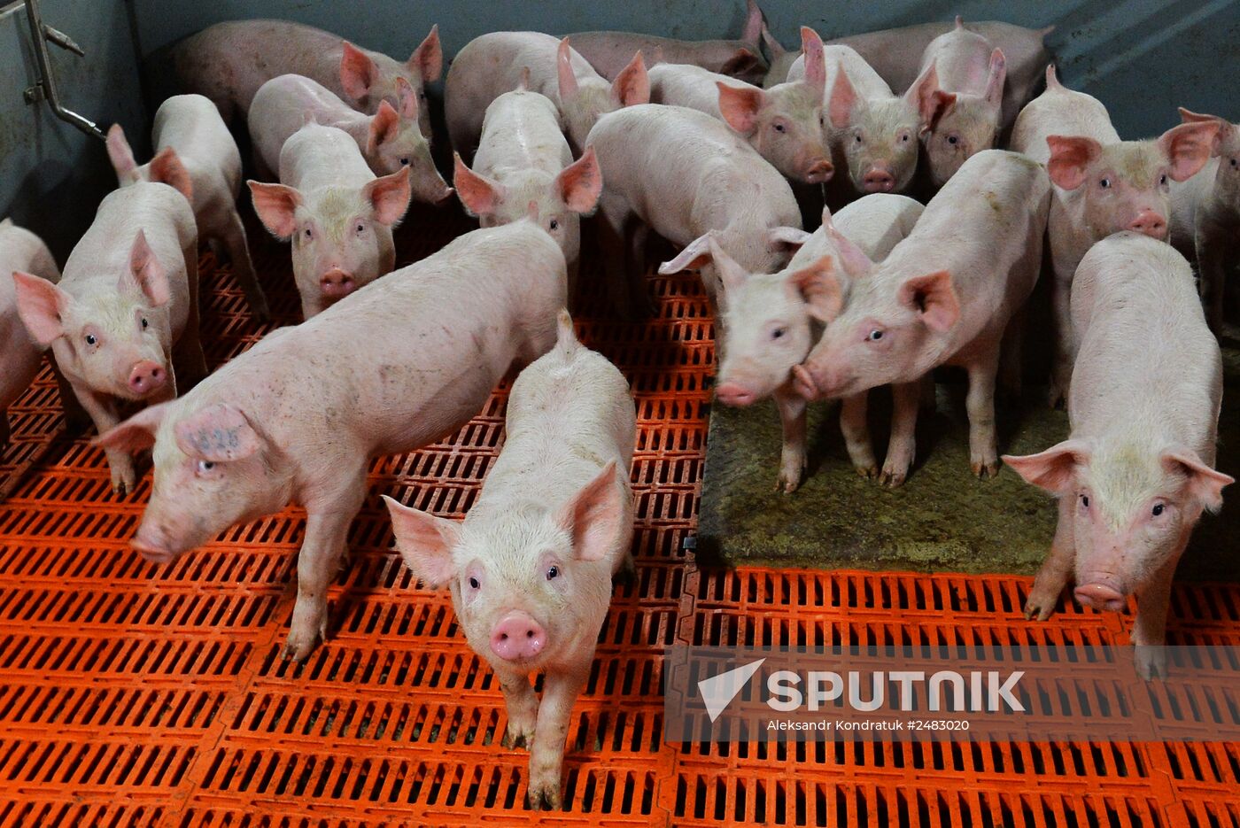 Work at a pig farm in Chelyabinsk region