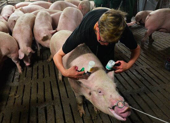 Work at a pig farm in Chelyabinsk region