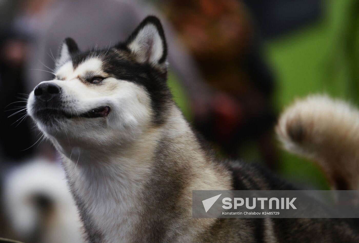 Novgorod the Great - 2014 dog show