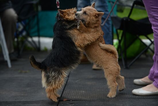Novgorod the Great - 2014 dog show