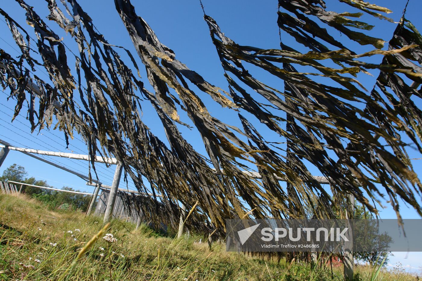 Harvesting laminaria in Solovetsky Archipelago