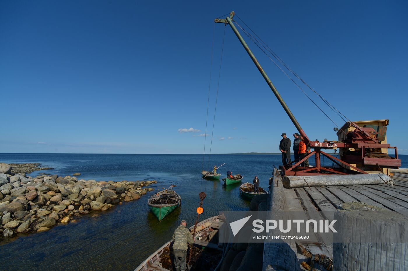 Harvesting laminaria in Solovetsky Archipelago