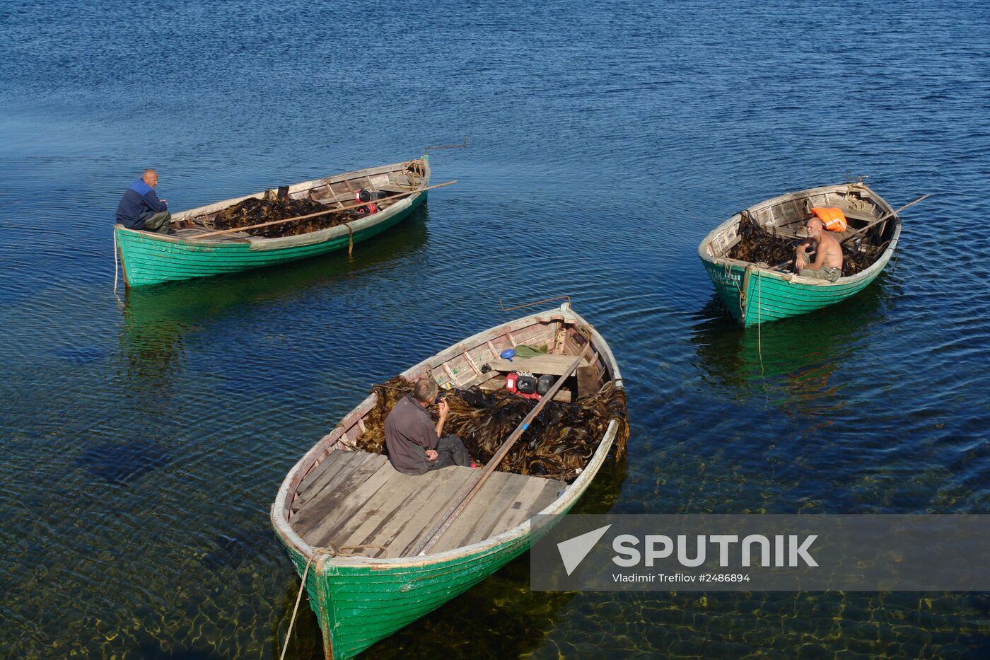 Harvesting laminaria in Solovetsky Archipelago