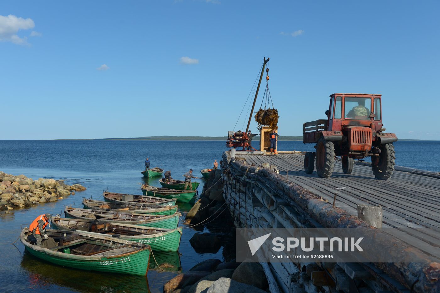 Harvesting laminaria in Solovetsky Archipelago