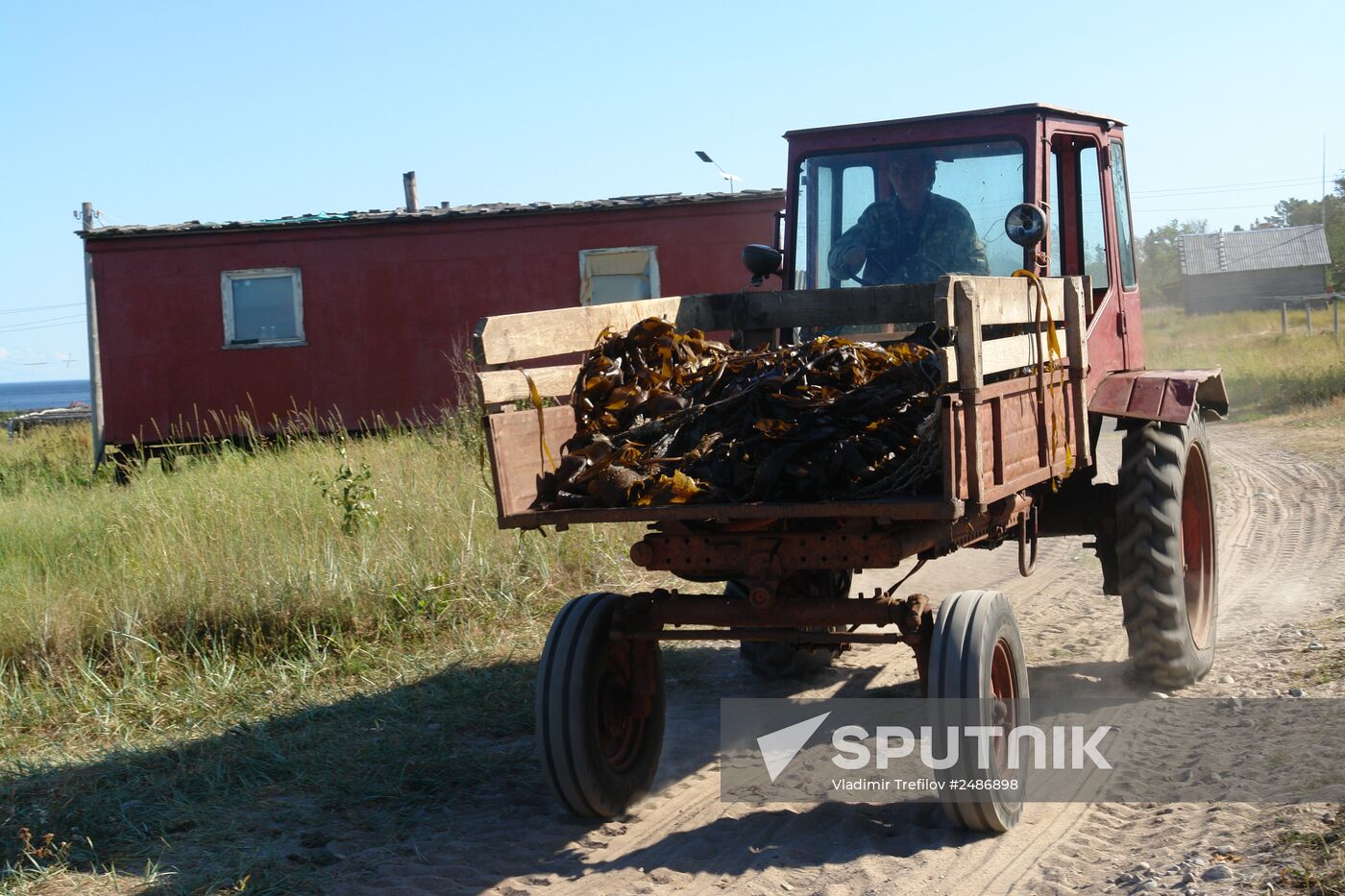 Harvesting laminaria in Solovetsky Archipelago