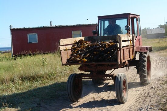 Harvesting laminaria in Solovetsky Archipelago