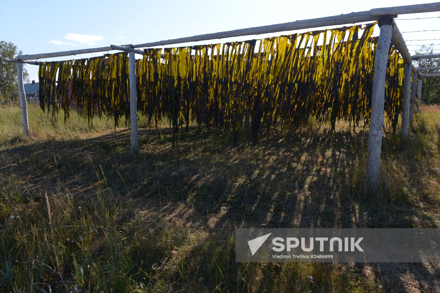 Harvesting laminaria in Solovetsky Archipelago