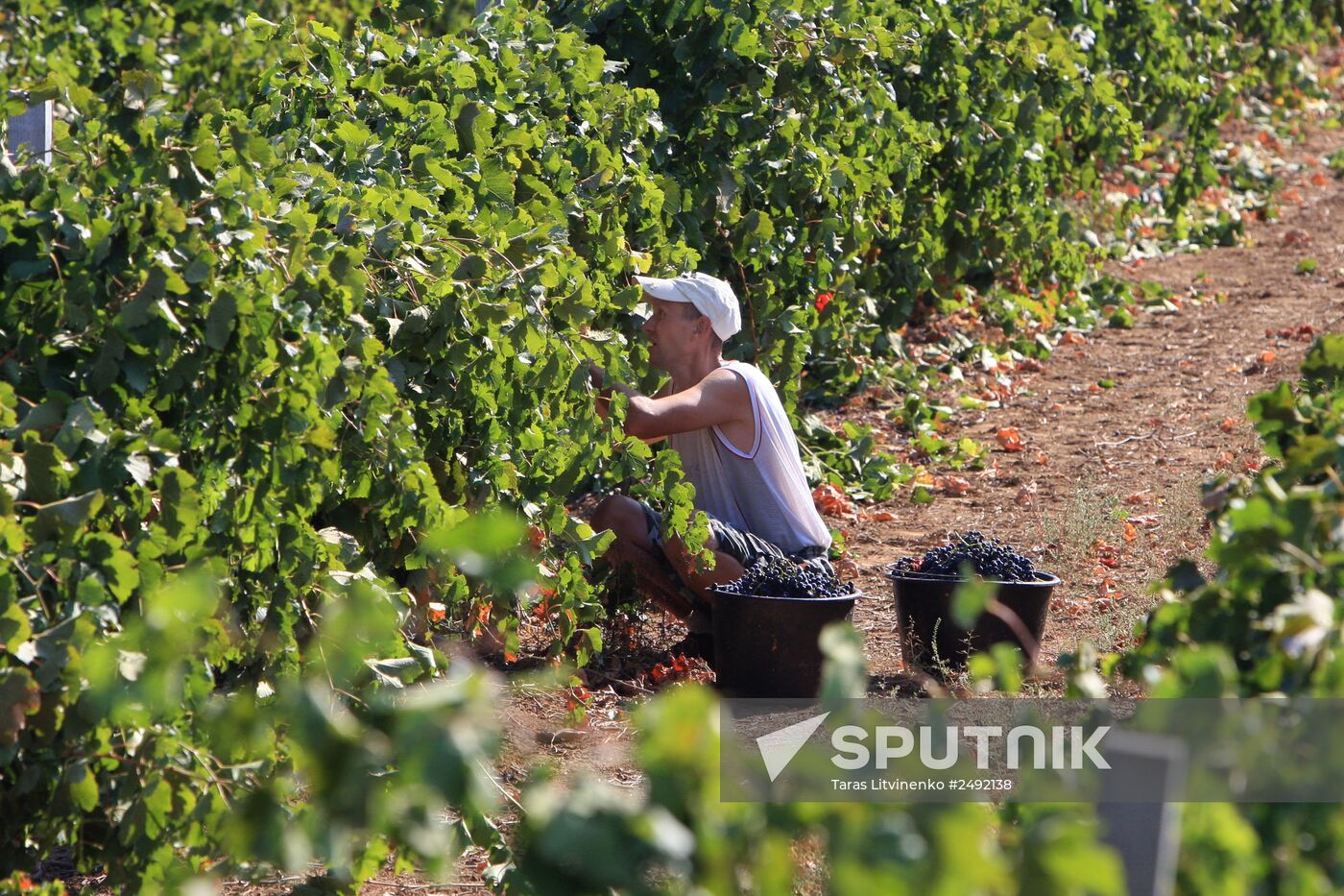 Harvesting grapes in Crimea