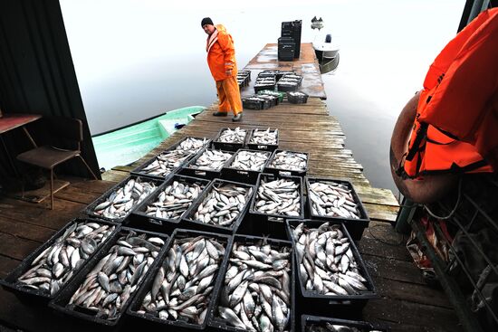 The Chelyabinsk fish-breeding farm