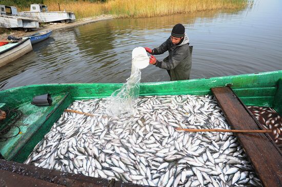 The Chelyabinsk fish-breeding farm