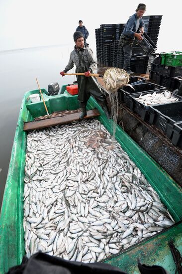 The Chelyabinsk fish-breeding farm