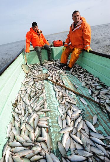 The Chelyabinsk fish-breeding farm