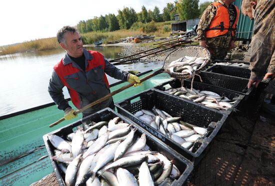 The Chelyabinsk fish-breeding farm