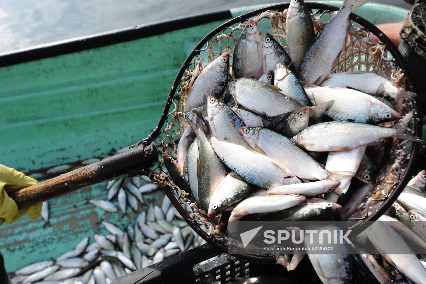 The Chelyabinsk fish-breeding farm