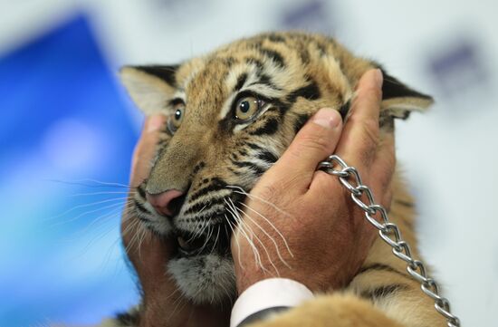 Tiger becomes new host of "Good Night, Babies!" TV show
