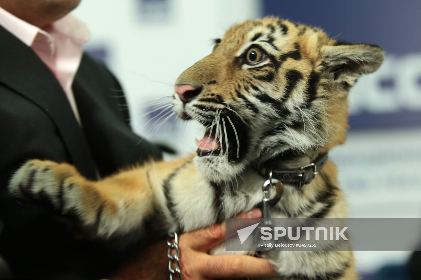 Tiger becomes new host of "Good Night, Babies!" TV show