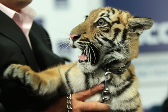 Tiger becomes new host of "Good Night, Babies!" TV show