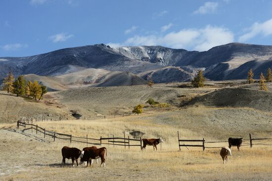 Autumn in Altai Republic