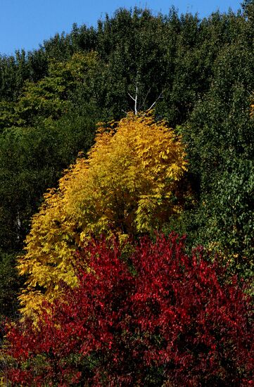 Mellow autumn in Primorye Territory