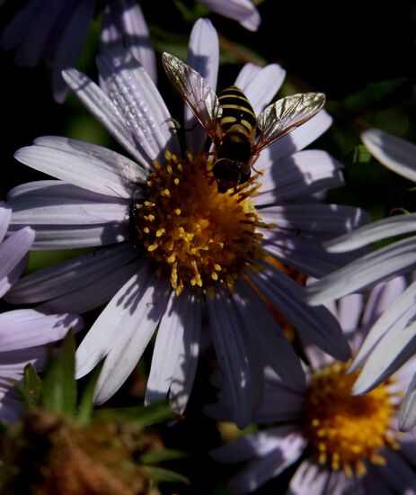 Mellow autumn in Primorye Territory