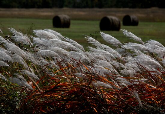 Mellow autumn in Primorye Territory