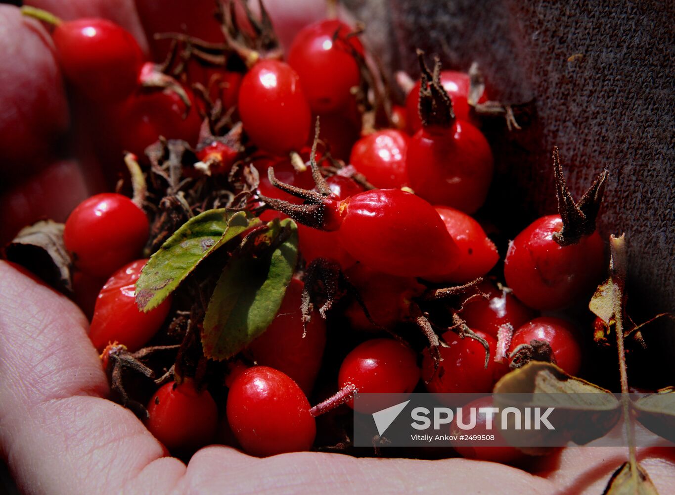 Mellow autumn in Primorye Territory