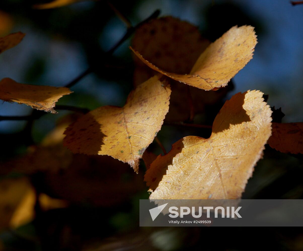 Mellow autumn in Primorye Territory