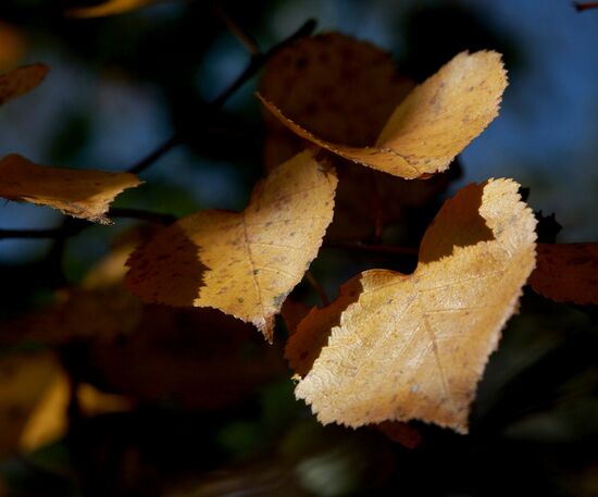 Mellow autumn in Primorye Territory