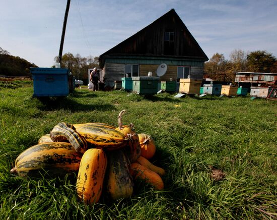 Mellow autumn in Primorye Territory