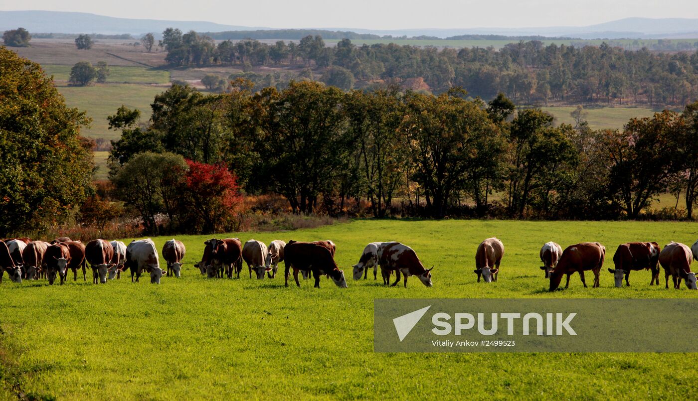 Mellow autumn in Primorye Territory